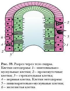 Кракен даркнет